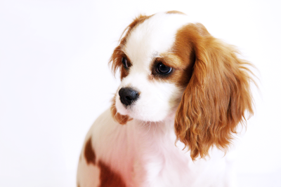 King Charles, par Xavier E. G. Dierick